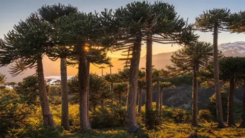 Getty Images The monkey puzzle tree is now endangered in its native habitat across South America