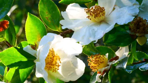 National Trust Images, Hilary Daniel Camelias in Glendurgan Garden, Cornwall 