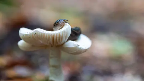 National Trust Images, Rob Coleman Leopard slug eating a false deadcap mushroom at Blickling Estate in Norfolk