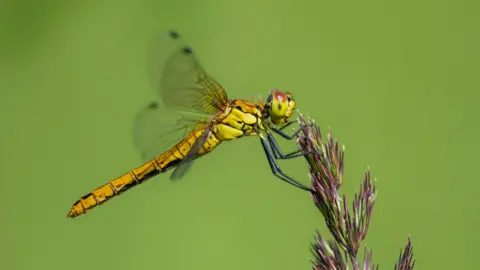 National Trust Images, Ross Hoddinott A female Scarce Chaser dragonfly at Wiken Fen