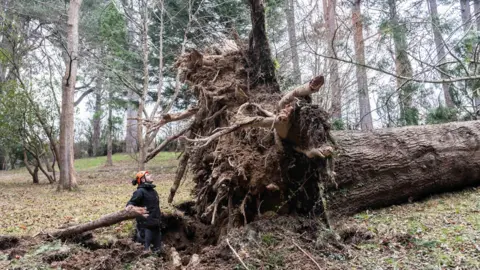 National Trust Images, Paul Harris Merlin Townsend, Senior Gardener at Bodnant Garden, with the lost Abies grandis in the Yew Dell in Bodnant Gardens  