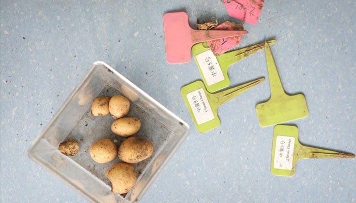 Labels marking potato variety Zhongshu 5 lie next to a container of potato tubers, at a research facility under CIP, in the Yanqing district, Beijing, China, May 14, 2024. — Reuters