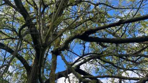 Ash tree attacked by the fungal disease, ash dieback