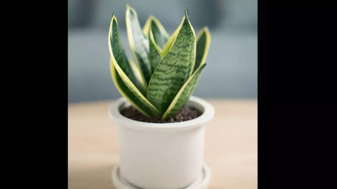 Snake plant
