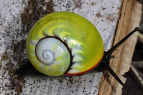 Angus Davison A close-up of a bright green snail sitting on some brown woody material. The snail is Polymita Sulphurosa - the most endangered of the six known Polymita snail species. It has light blue-grey, flame-like patterns on its coils and a band of bright red across the part of its shell that is closest to its head.