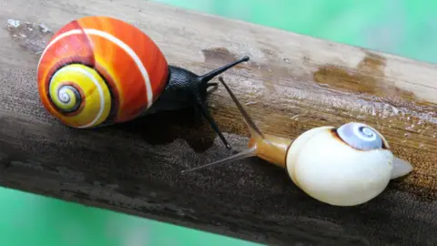Bernardo Reyes-Tur Two snails - one vibrant red and yellow and the other white and blue - face each other on a branch.