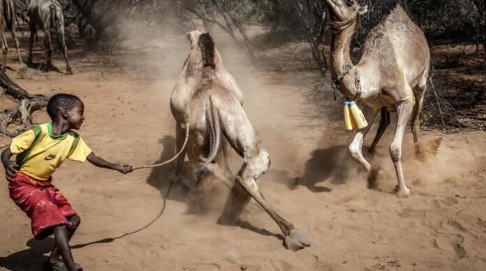Camels-replace-cows-as-Kenya-battles-drought.jpg